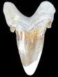 Auriculatus Shark Tooth - Dakhla, Morocco (Restored) #58425-2